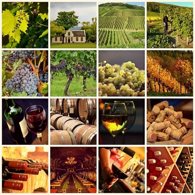 Spain, world leader in bulk wine production and exports