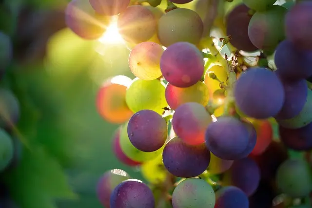 bulk-spanish-wines Grapes bulk spanish wines